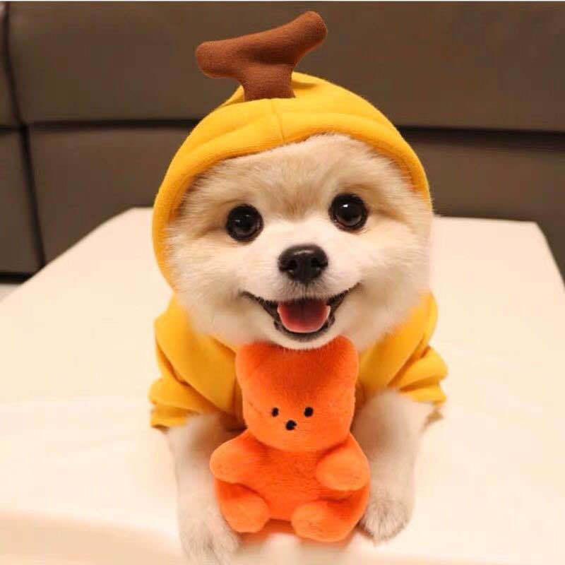 Festive Sweatshirt Fleece Hoodle for Small Medium-Sized Dogs Cats