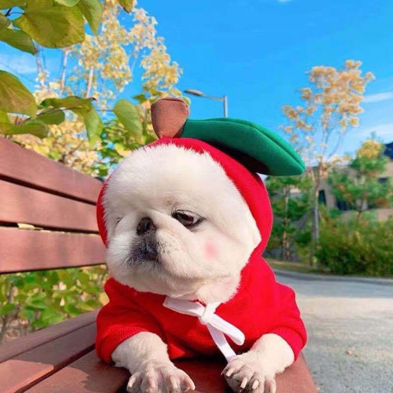 Festive Sweatshirt Fleece Hoodle for Small Medium-Sized Dogs Cats