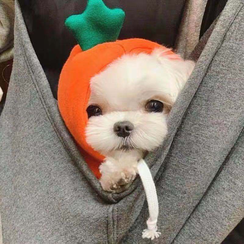 Festive Sweatshirt Fleece Hoodle for Small Medium-Sized Dogs Cats