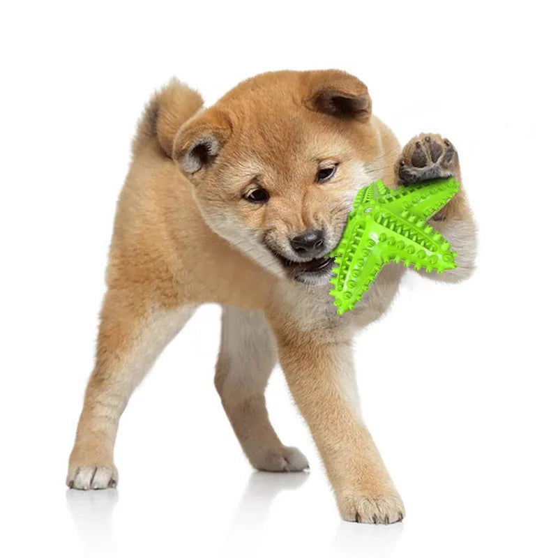 Molar Chew Star Toys Durable Enough for Aggressive Chewers