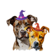 Roscoe &amp; Stella's Holiday Shop  - Home